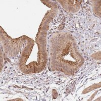 Anti-TMEM222 antibody produced in rabbit 