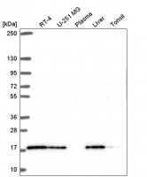 Anti-TMEM230 antibody produced in rabbit 