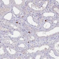 Anti-TMEM251 antibody produced in rabbit 