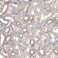 Anti-TMEM30A antibody produced in rabbit