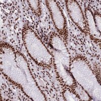 Anti-TMEM35B antibody produced in rabbit