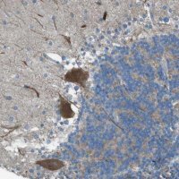 Anti-TMEM41B antibody produced in rabbit 