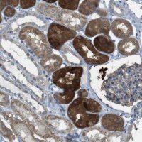 Anti-TMEM41B antibody produced in rabbit 
