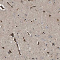 Anti-TMTC4 antibody produced in rabbit