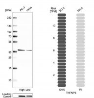 Anti-TNFAIP6 antibody produced in rabbit 