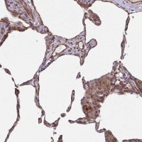 Anti-TNFSF10 antibody produced in rabbit 
