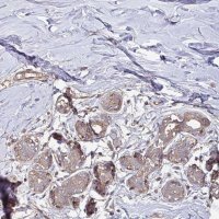 Anti-TNMD antibody produced in rabbit 
