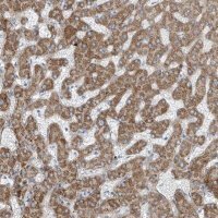 Anti-TNS2 antibody produced in rabbit