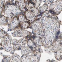 Anti-TOR1B antibody produced in rabbit