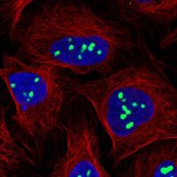 Anti-TPGS2 antibody produced in rabbit HPA061753-100UL