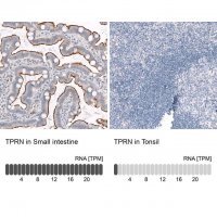 ANTI-TPRN antibody produced in rabbit