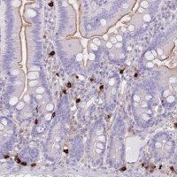 Anti-TPSB2 antibody produced in rabbit 