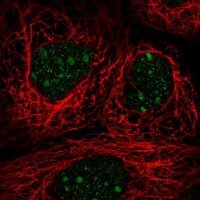 Anti-TRA2A antibody produced in rabbit