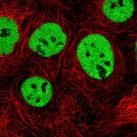 Anti-TRA2B antibody produced in rabbit