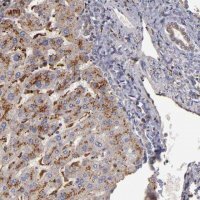 Anti-TRAF1 antibody produced in rabbit 
