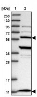 Anti-TRAPPC12 antibody produced in rabbit