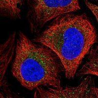 Anti-TRAPPC4 antibody produced in rabbit 