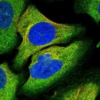 Anti-TRAPPC8 antibody produced in rabbit