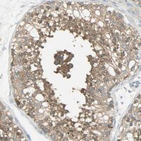 Anti-TSC22D2 antibody produced in rabbit 