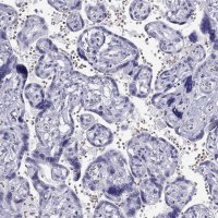 Anti-TSHB antibody produced in rabbit 