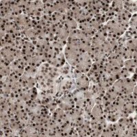 Anti-TSHZ1 antibody produced in rabbit HPA006982-100UL