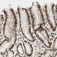 Anti-TSHZ3 antibody produced in rabbit