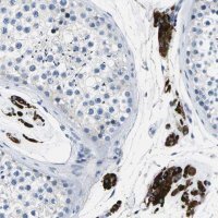 Anti-TSPAN2 antibody produced in rabbit 