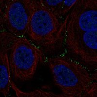 Anti-TSSK4 antibody produced in rabbit 