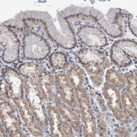 Anti-TSTD1 antibody produced in rabbit 