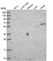 Anti-TTC39A antibody produced in rabbit HPA043440-100UL