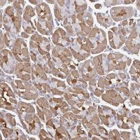 Anti-TTC9C antibody produced in rabbit