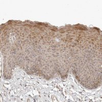 Anti-TUFT1 antibody produced in rabbit 