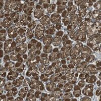 Anti-TWSG1 antibody produced in rabbit 