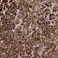 Anti-TXN2 antibody produced in rabbit