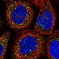 Anti-TXNDC11 antibody produced in rabbit 