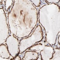Anti-TXNL1 antibody produced in rabbit HPA002829-100UL