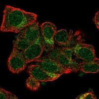 Anti-TXNL4A antibody produced in rabbit 