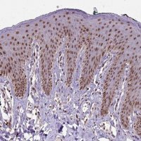 Anti-UBA3 antibody produced in rabbit HPA034874-100UL