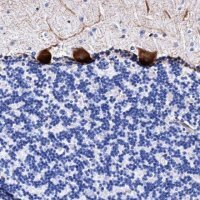 Anti-UBALD2 antibody produced in rabbit