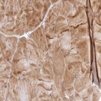 Anti-UBE2G1 antibody produced in rabbit HPA050551-100UL