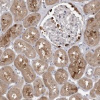Anti-UBE3D antibody produced in rabbit