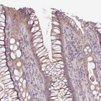 Anti-UBL3 antibody produced in rabbit