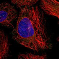Anti-UBL3 antibody produced in rabbit