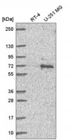 Anti-UBQLN1 antibody produced in rabbit 