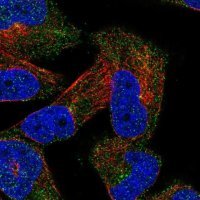 Anti-UBXN2A antibody produced in rabbit