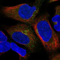 Anti-UBXN6 antibody produced in rabbit 