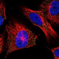 Anti-UCN2 antibody produced in rabbit