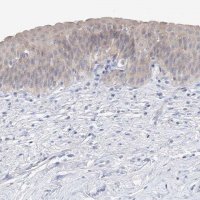 Anti-UFL1 antibody produced in rabbit 