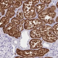 Anti-UGT3A2 antibody produced in rabbit 