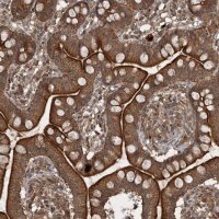Anti-UNC93A antibody produced in rabbit 